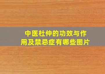 中医杜仲的功效与作用及禁忌症有哪些图片