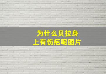 为什么贝拉身上有伤疤呢图片