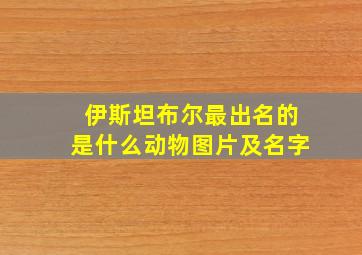 伊斯坦布尔最出名的是什么动物图片及名字