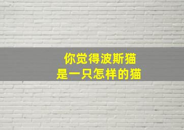 你觉得波斯猫是一只怎样的猫