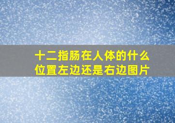 十二指肠在人体的什么位置左边还是右边图片