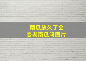 南瓜放久了会变老南瓜吗图片