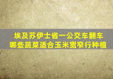 埃及苏伊士省一公交车翻车哪些蔬菜适合玉米宽窄行种植