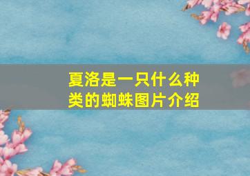 夏洛是一只什么种类的蜘蛛图片介绍