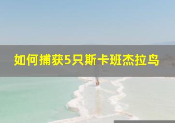 如何捕获5只斯卡班杰拉鸟