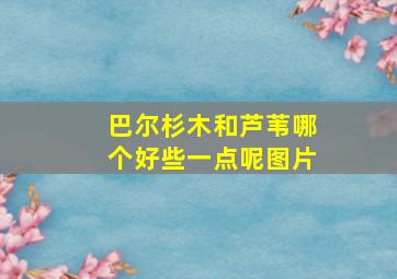 巴尔杉木和芦苇哪个好些一点呢图片