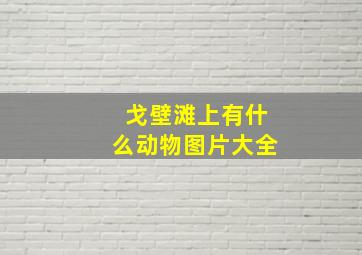 戈壁滩上有什么动物图片大全