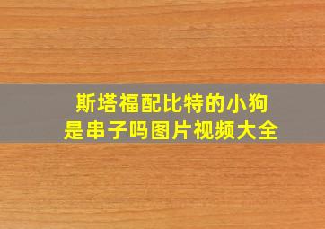 斯塔福配比特的小狗是串子吗图片视频大全