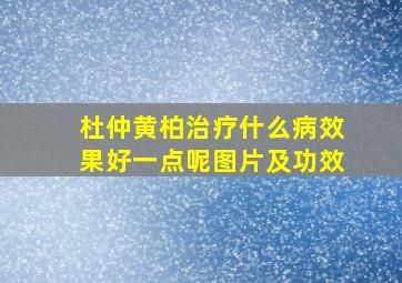 杜仲黄柏治疗什么病效果好一点呢图片及功效