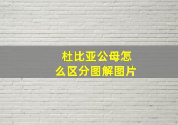 杜比亚公母怎么区分图解图片