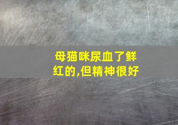 母猫咪尿血了鲜红的,但精神很好