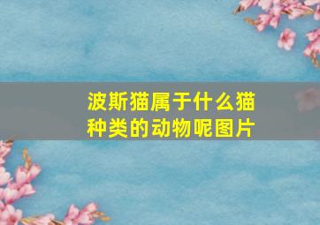 波斯猫属于什么猫种类的动物呢图片