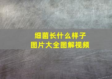 细菌长什么样子图片大全图解视频