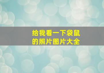 给我看一下袋鼠的照片图片大全