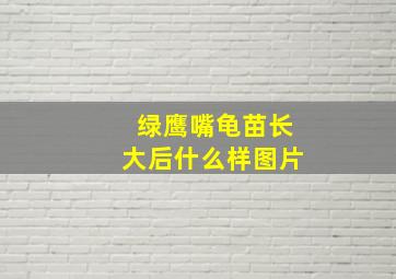 绿鹰嘴龟苗长大后什么样图片