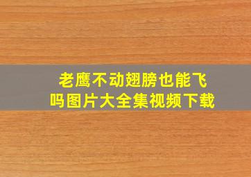 老鹰不动翅膀也能飞吗图片大全集视频下载