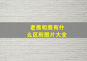 老鹰和鹰有什么区别图片大全