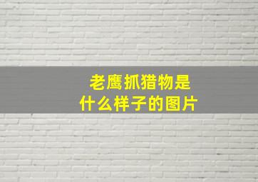 老鹰抓猎物是什么样子的图片