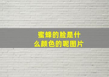 蜜蜂的脸是什么颜色的呢图片