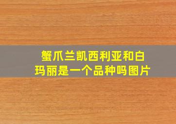 蟹爪兰凯西利亚和白玛丽是一个品种吗图片