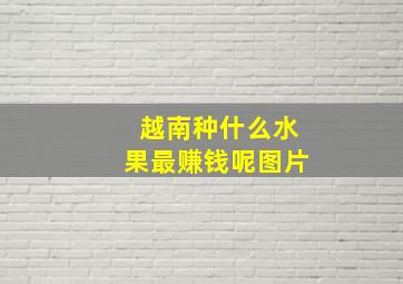 越南种什么水果最赚钱呢图片