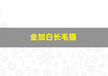 金加白长毛猫