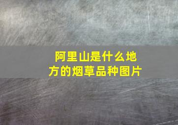 阿里山是什么地方的烟草品种图片