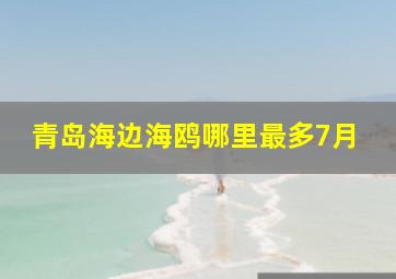 青岛海边海鸥哪里最多7月