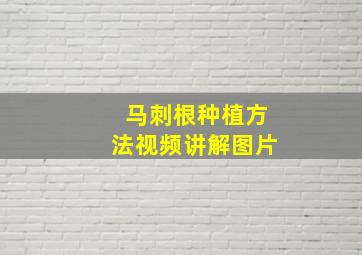 马刺根种植方法视频讲解图片