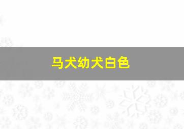 马犬幼犬白色