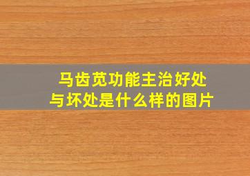 马齿苋功能主治好处与坏处是什么样的图片