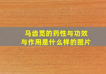 马齿苋的药性与功效与作用是什么样的图片