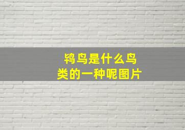 鸨鸟是什么鸟类的一种呢图片