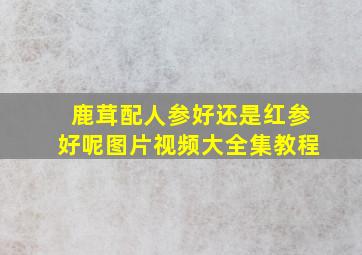 鹿茸配人参好还是红参好呢图片视频大全集教程