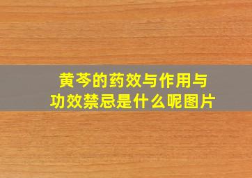 黄芩的药效与作用与功效禁忌是什么呢图片