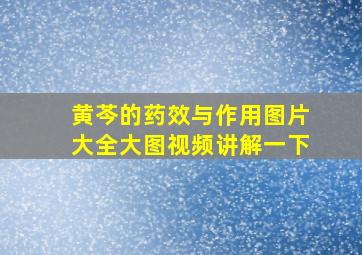 黄芩的药效与作用图片大全大图视频讲解一下