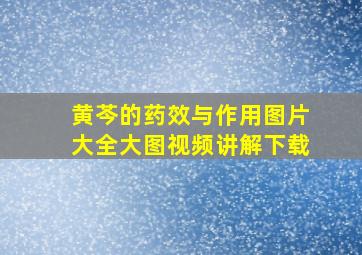 黄芩的药效与作用图片大全大图视频讲解下载